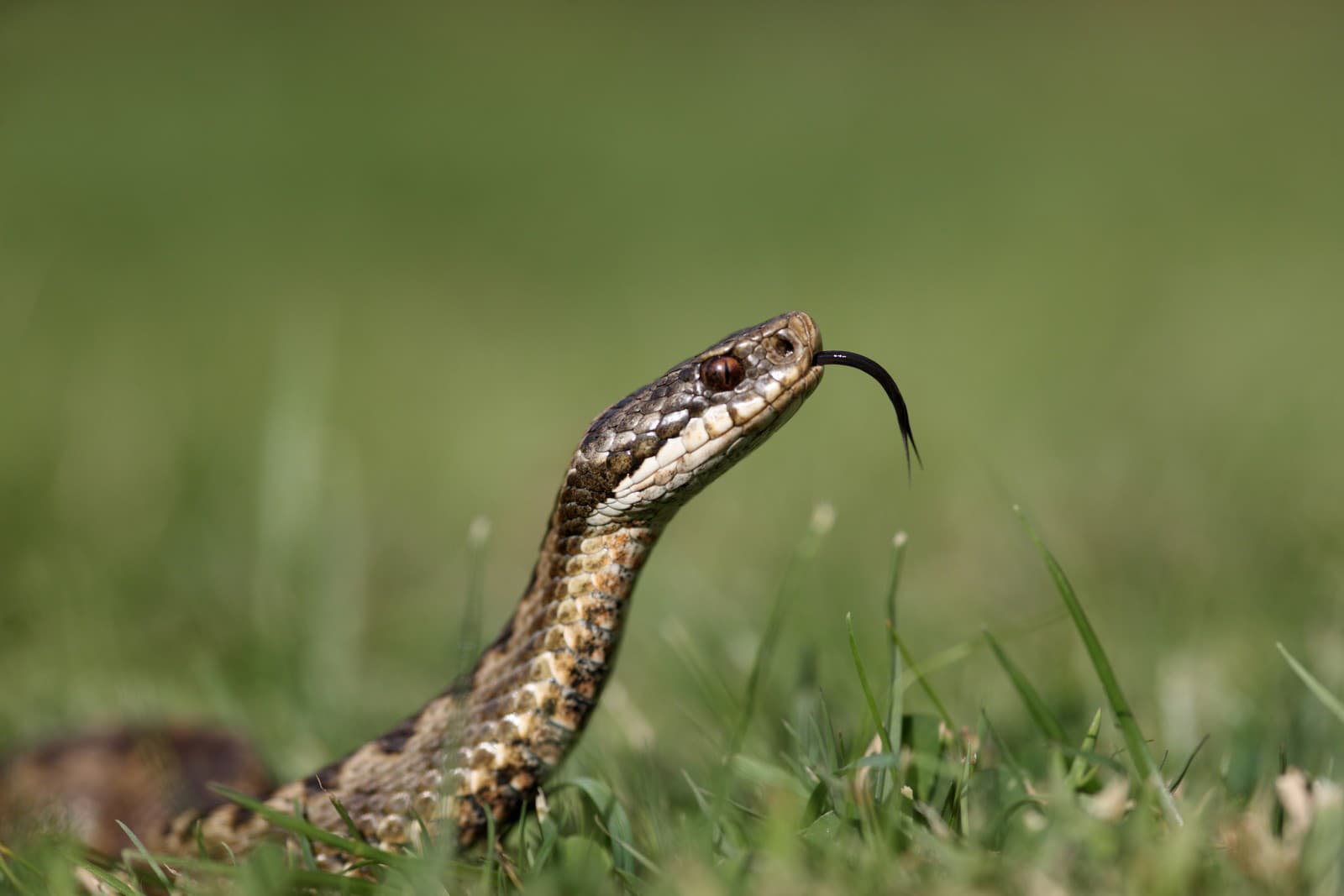 Vretenica severná