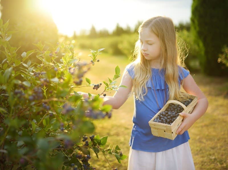 Vychutnajte si čučoriedky dosýta