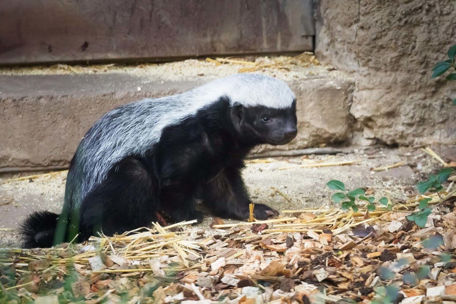 Raritný prírastok v ZOO