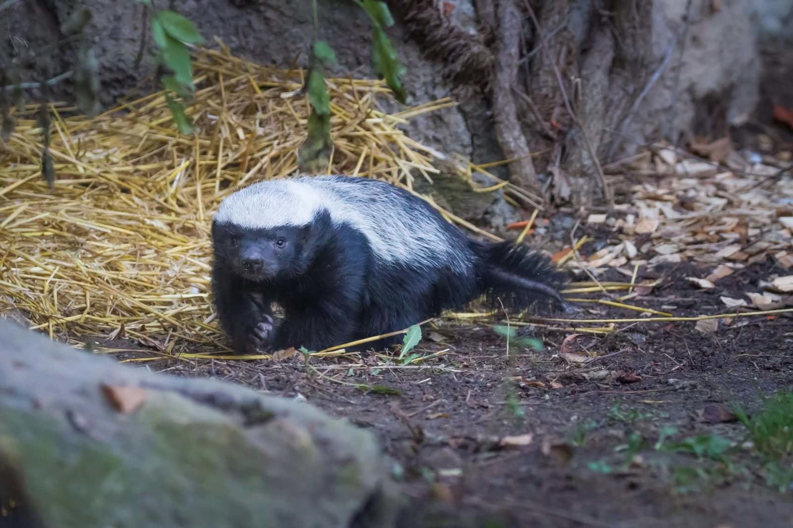 Raritný prírastok v ZOO