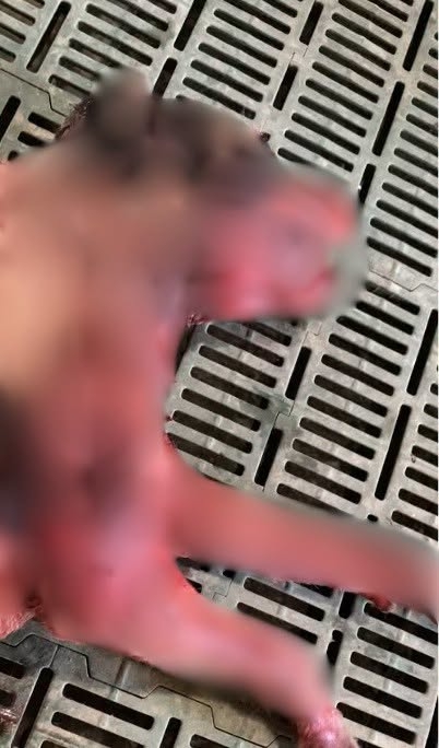 Pôžitok z utrpenia a