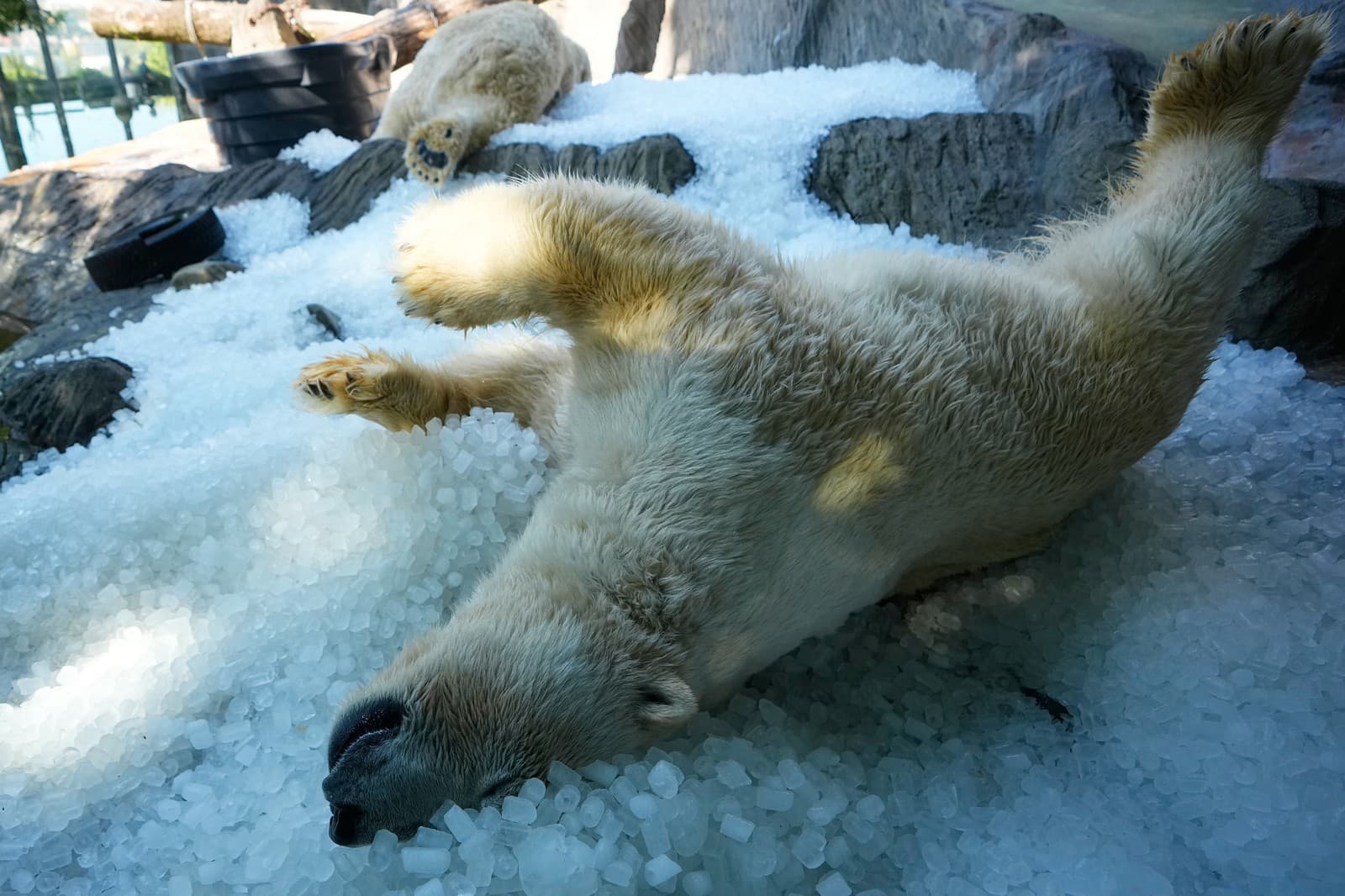Pražská zoo pripravila medveďom