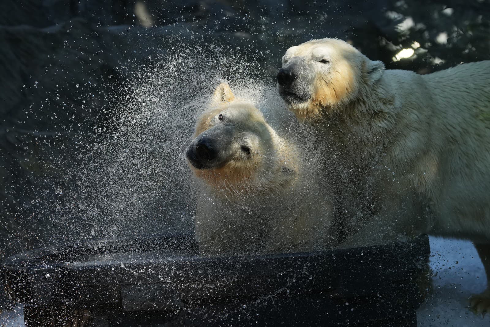 Pražská zoo pripravila medveďom