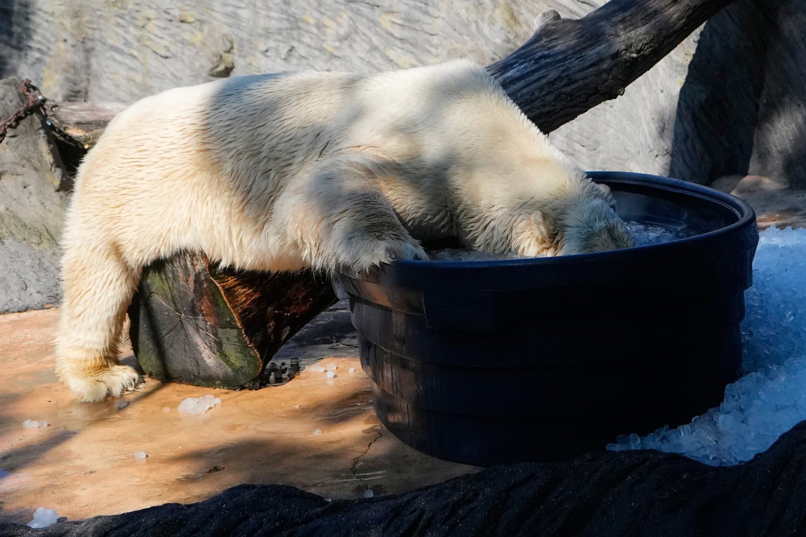 Pražská zoo pripravila medveďom