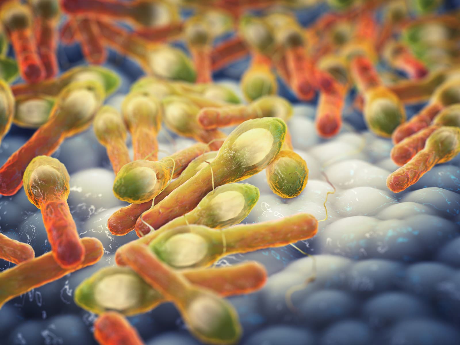 Baktéria Clostridium botulinum, spôsobujúca botulizmus 