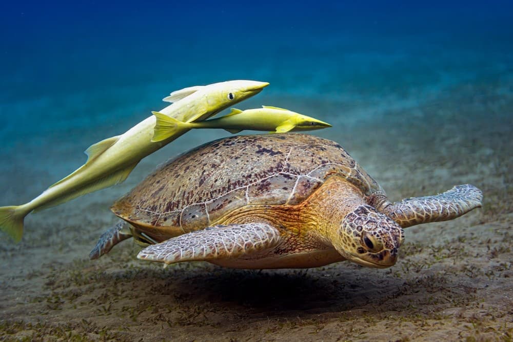 Zelená korytnačka pod hladinou Červeného mora v Marsa Alam.