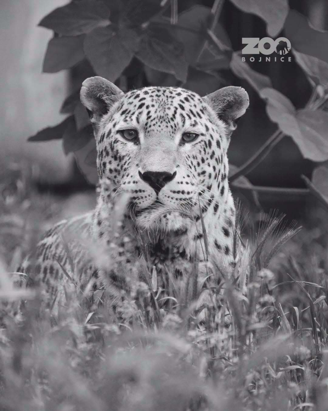 Leopard perzský Hassan