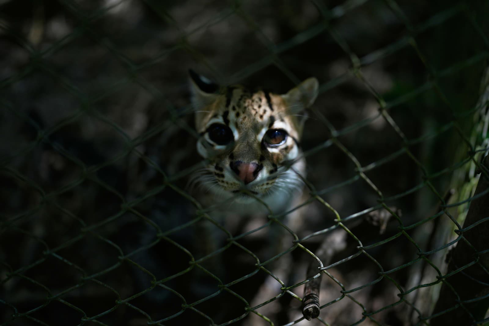 Na snímke novoobjavený druh divej mačky Leopardus tilcayo.