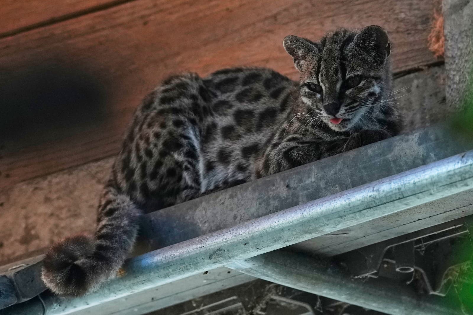 Na snímke novoobjavený druh divej mačky Leopardus tilcayo.