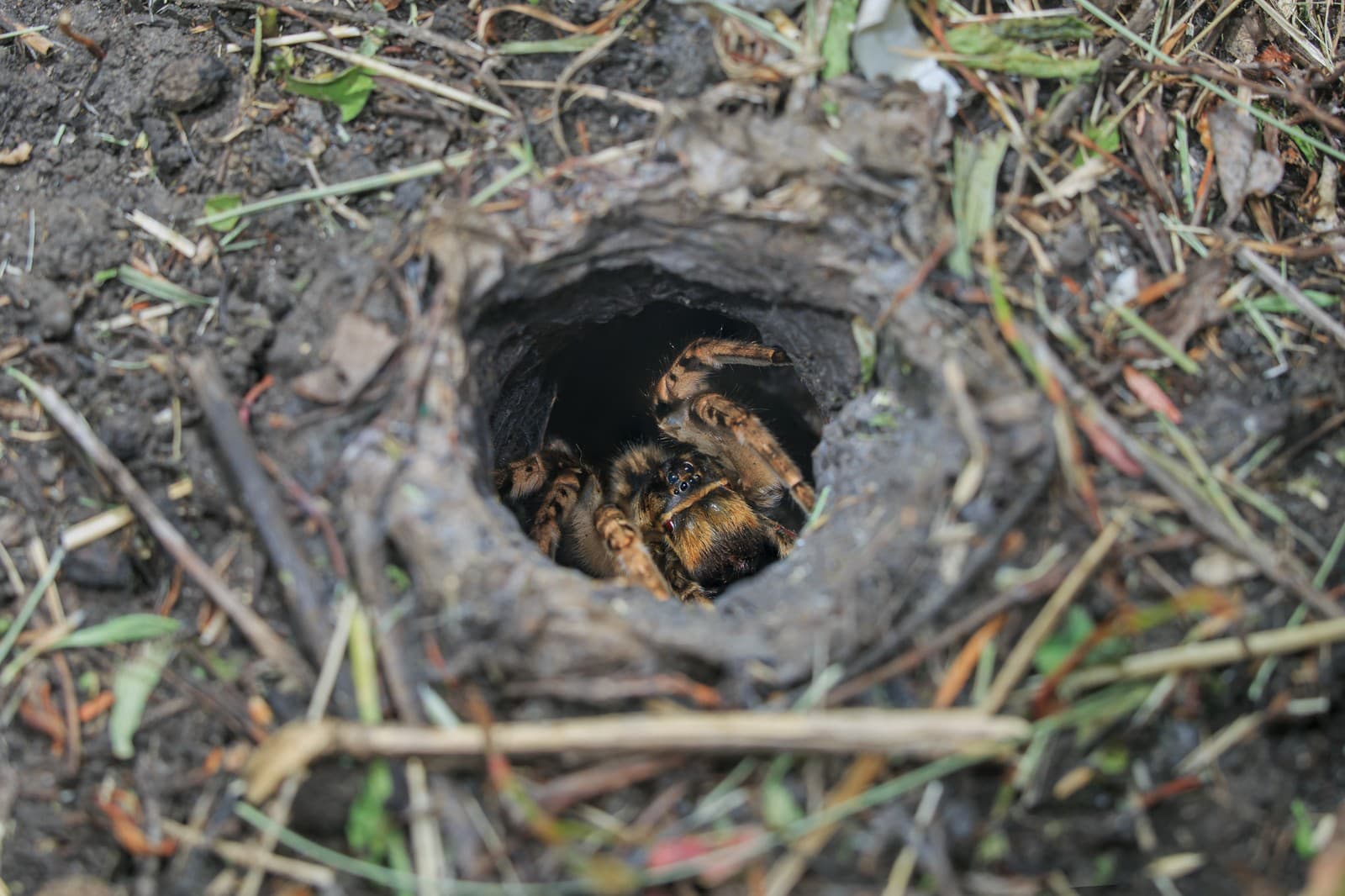 Lycosa singoriensis