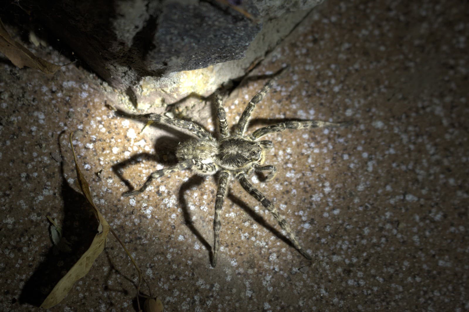 Lycosa singoriensis
