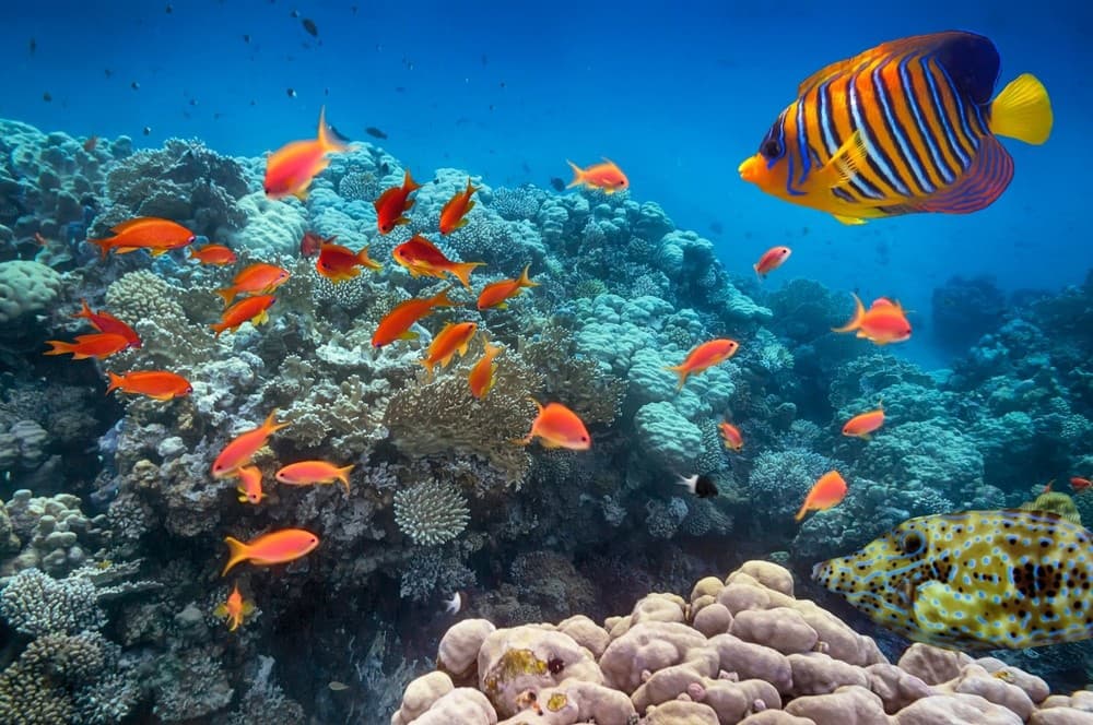 Top lokality na šnorchlovanie sú zátoky Makadi Bay a Sharm El Naga