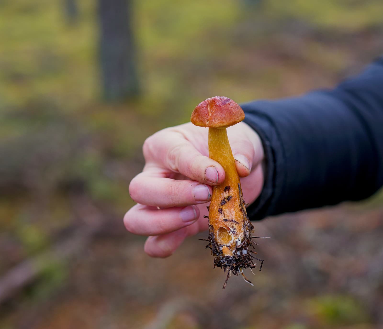 Invázna huba Aureoboletus projectellus.