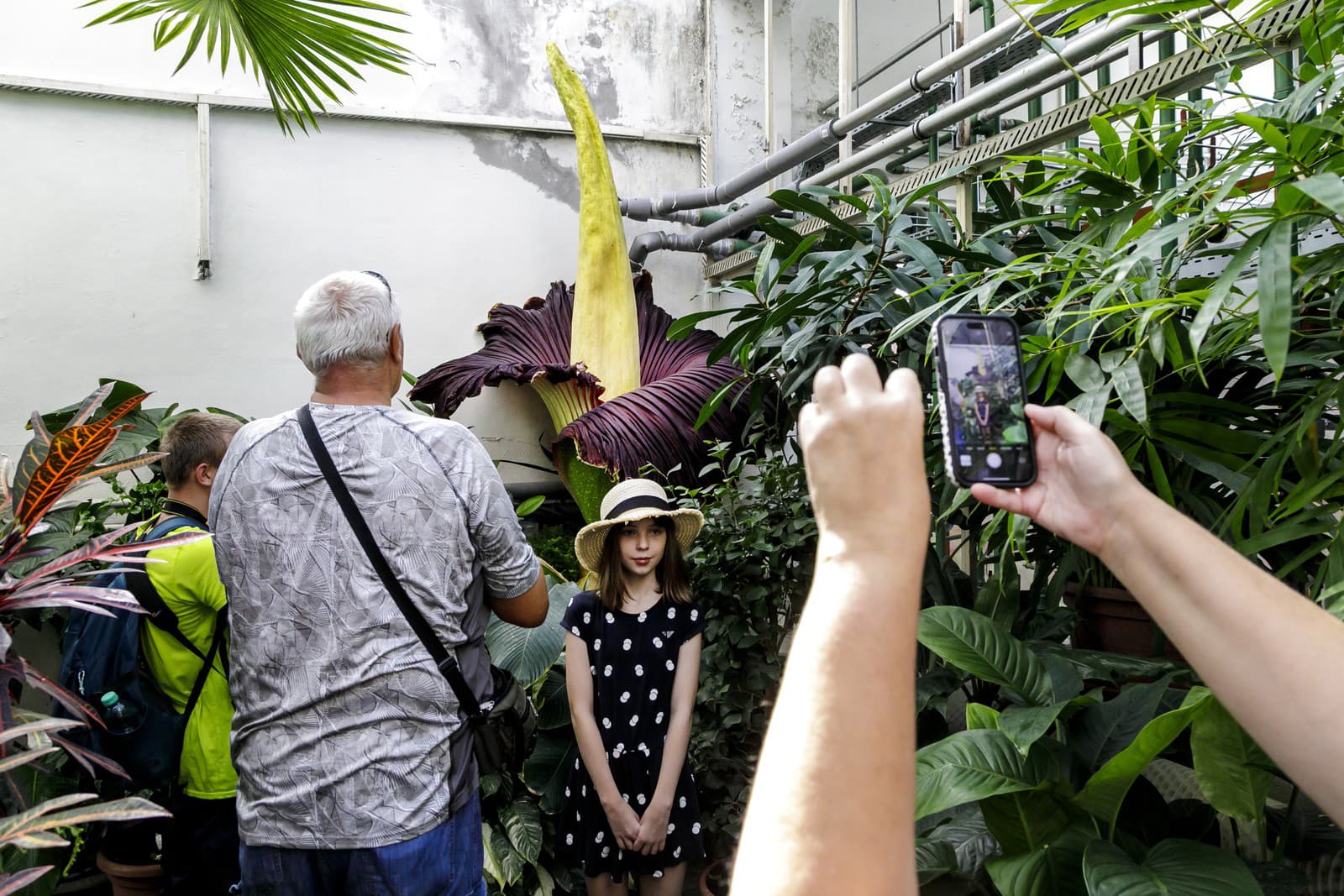 Na snímke návštevníci sa fotia pri raritnom kvete rastliny s názvom Amorphophallus titanum, ktorý rozkvitol v Botanickej záhrade Univerzity Komenského (UK) v Bratislave.