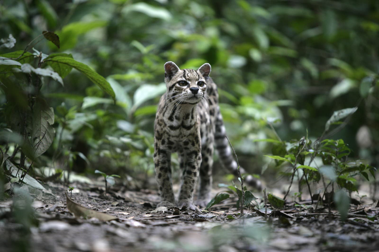 Ostravská zoo hlási vzácny