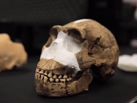 Lebka človeka Homo Naledi Lebka človeka Homo Naledi