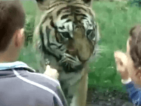 Tiger v poľskej Zoo smrteľne zranil chovateľa Tiger v poľskej Zoo smrteľne zranil chovateľa