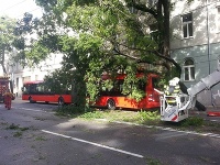 Štefánikova ulica je uzavretá z dôvodu spadnutého stromu