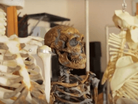 Citlivejší sluch znamenal konkurenčnú výhodu Citlivejší sluch znamenal konkurenčnú výhodu