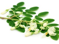 Moringa