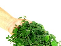Moringa