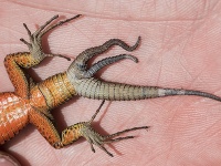 Algyroides nigropunctatus Algyroides nigropunctatus