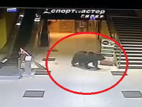Medveď v nákupnom centre Medveď v nákupnom centre