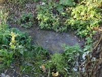 Dievčatko sa utopilo v tejto mláke Dievčatko sa utopilo v tejto mláke