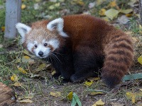 Mláďa pandy červenej