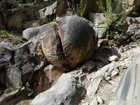 V minulosti ich amatérski vedci považovali za dinosaurie vajcia V minulosti ich amatérski vedci považovali za dinosaurie vajcia