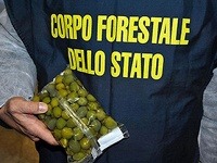 Talianske olivy prifarbované síranom meďnatým.