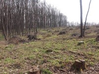 Lučenčania sa boja, že prídu o les. Lučenčania sa boja, že prídu o les.