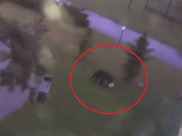 Medveď si pred večerou trocha zašportoval. Medveď si pred večerou trocha zašportoval.
