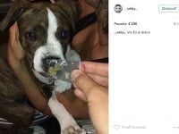 Ramón Beňo alias Rakby dal na Instagram video, na ktorom niekoho ruka núka psa priesvitným balíčkom, v ktorom je zelená sušená rastlina. 