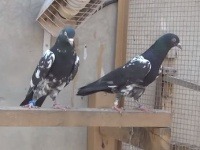 Pretekárske holuby užívajú látky, ktoré sú v iných športoch zakázané