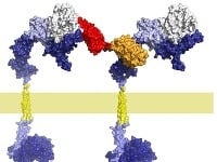 Molekulárna substancia na báze proteínov DARPins (označená červenou a oranžovou farbou), ktorá dokáže zmeniť štruktúru receptoru HER2 (modrá farba) a zastaviť signály na rakovinové bujnenie. 