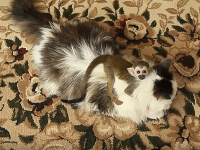 Opička Fjodor s adoptívnou mamou Opička Fjodor s adoptívnou mamou