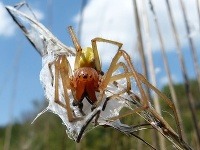 Pradiarka jedovatá Pradiarka jedovatá