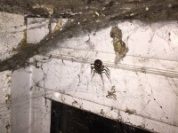 Veľký čierny pavúk z garáže vyvoláva zdesenie. Veľký čierny pavúk z garáže vyvoláva zdesenie.
