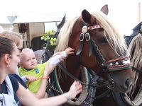 Kone sa tešili mimoriadnej pozornosti