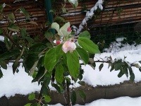 Na Orave rozkvitli jablone