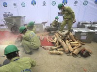Vietnam zničil dve tony slonoviny a rohoviny