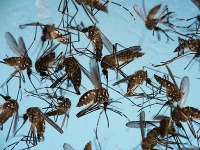 Vírus zika prenášajú komáre.