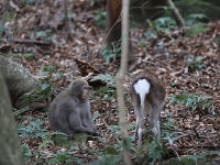 Pokus o párenie makaka s laňou.