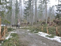 Veterná kalamita zničila takmer 10-tisíc stromov Veterná kalamita zničila takmer 10-tisíc stromov