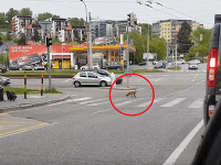 Zatúlaná líška na Molecovej ulici v Bratislave 