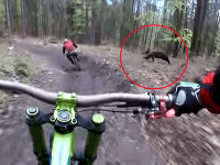 Medveď predviedol, ako rýchlo dokáže bežať.