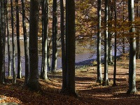 Na snímke bukový les v okolí Morského oka Na snímke bukový les v okolí Morského oka