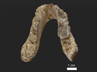 Fosílie druhu Graecopithecus freybergi, spodná čeľusť. Fosílie druhu Graecopithecus freybergi, spodná čeľusť.