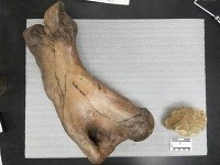 Kosti dávno vyhynutých druhov Kosti dávno vyhynutých druhov